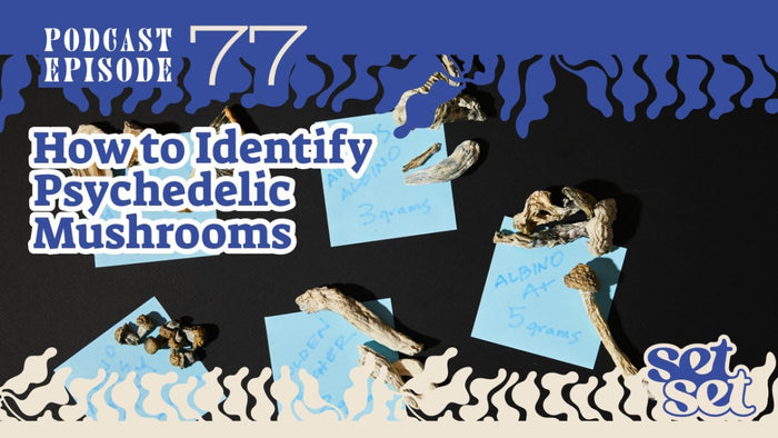 How to Identify Psychedelic Mushrooms - SetSet