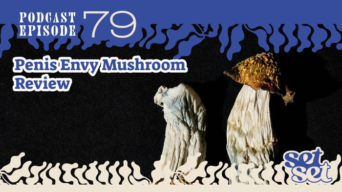 Penis Envy Mushrooms: The Ultimate Review - SetSet
