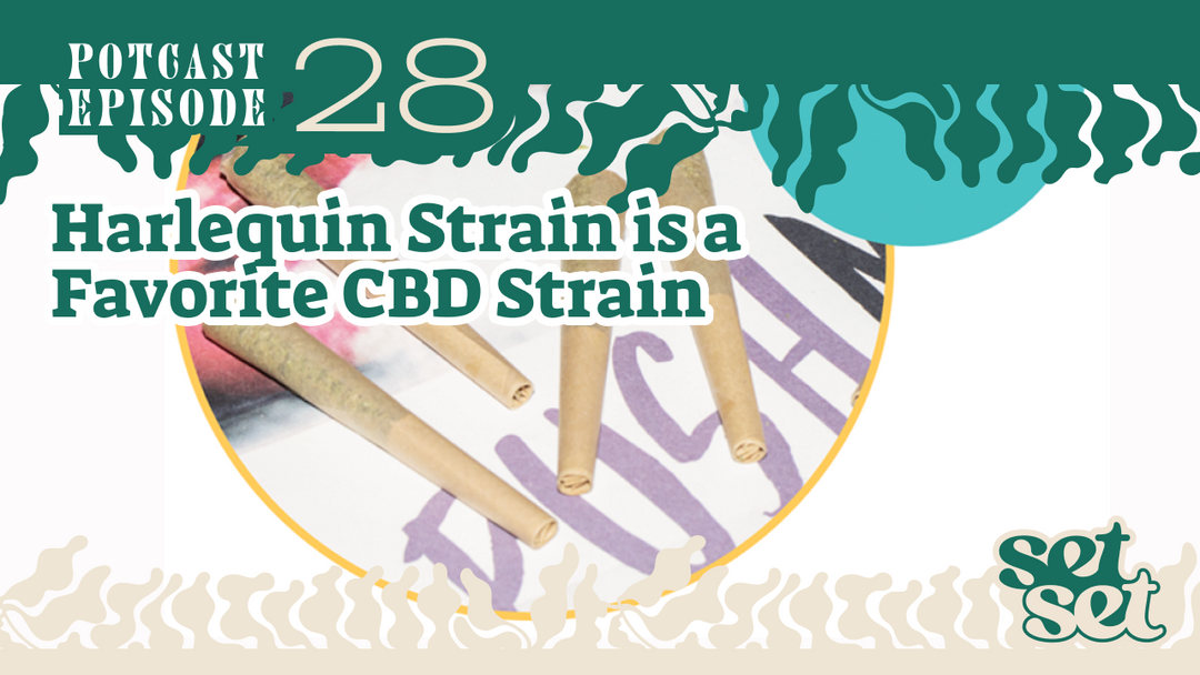 Harlequin Strain: A Favorite CBD Strain