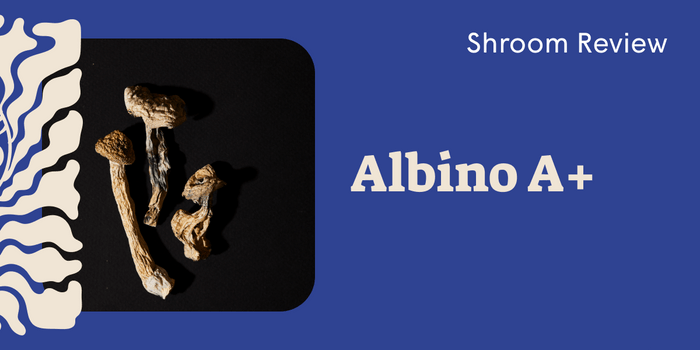 Albino A+: The Ghostly Potent Mushroom for Deep Psychedelic Work - SetSet