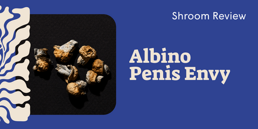 Albino Penis Envy: The Most Potent Mushroom You Need to Respect - SetSet