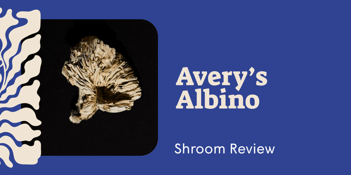 Averys Albino: A Fast-Onset Mushroom Strain for Mellow, Visual Journeys - SetSet