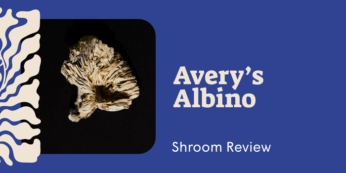 Averys Albino: A Fast-Onset Mushroom Strain for Mellow, Visual Journeys - SetSet