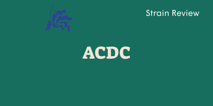 Best Cannabis Strains for Anxiety: Spotlight on ACDC - SetSet