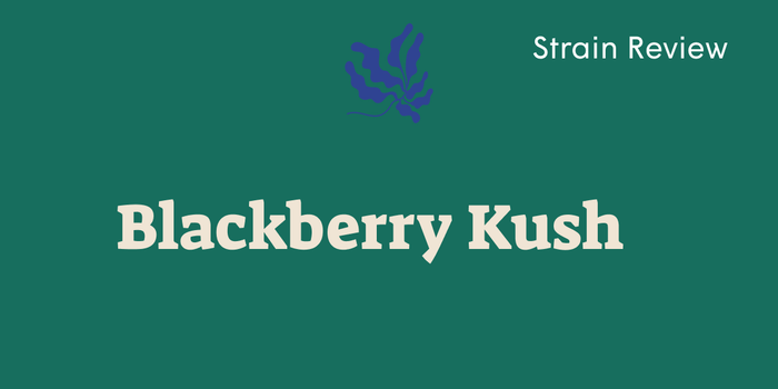 Best Weed Strains for Pain: Why Women Love Blackberry Kush - SetSet