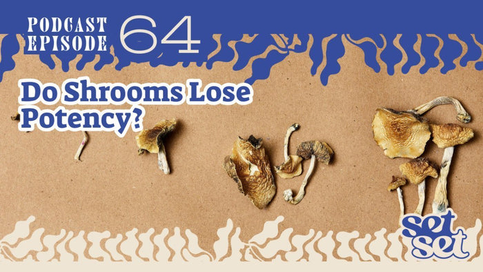 Do Shrooms Lose Potency? - SetSet