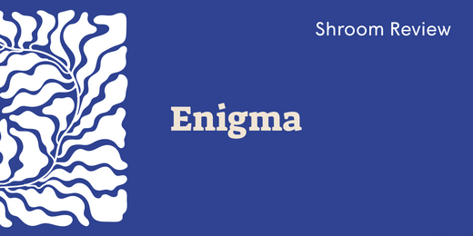 Enigma Mushrooms: The Most Mysterious and Potent Psilocybin Experience - SetSet