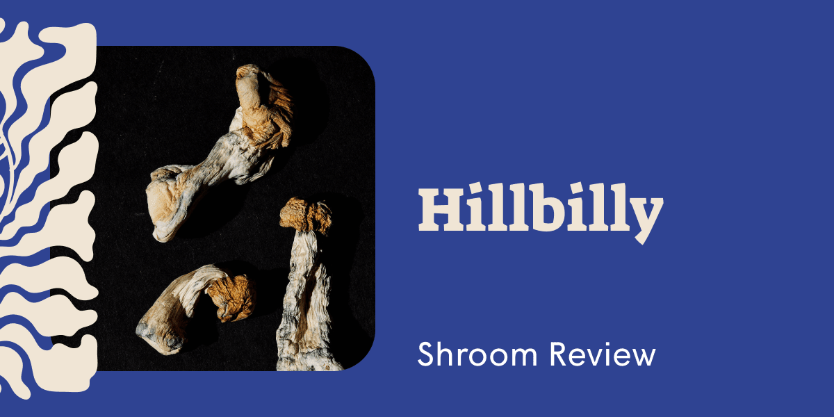Hillbilly Mushrooms: A Complete Guide to Effects, Experiences, and Cultivation - SetSet
