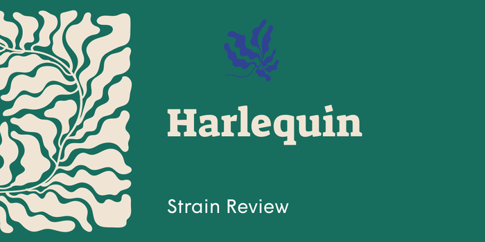 Harlequin: The Balanced High for Calm and Clarity - SetSet
