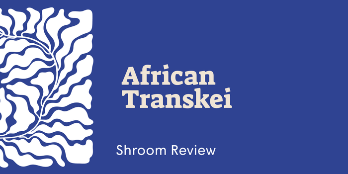 Psilocybe Cubensis Transkei: South African Mushroom Gives Awe and Emotion - SetSet