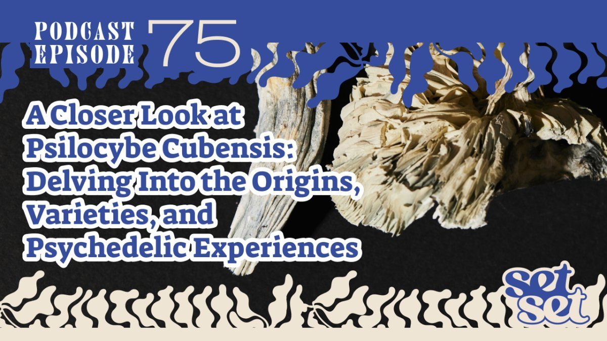 Psilocybin Cubensis Identification: A Safe and Informed Guide - SetSet