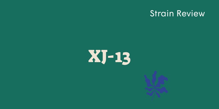 Weed Strains That Make You Giggly: Why XJ-13 Is Your Go-To for Fun, Lighthearted Highs - SetSet